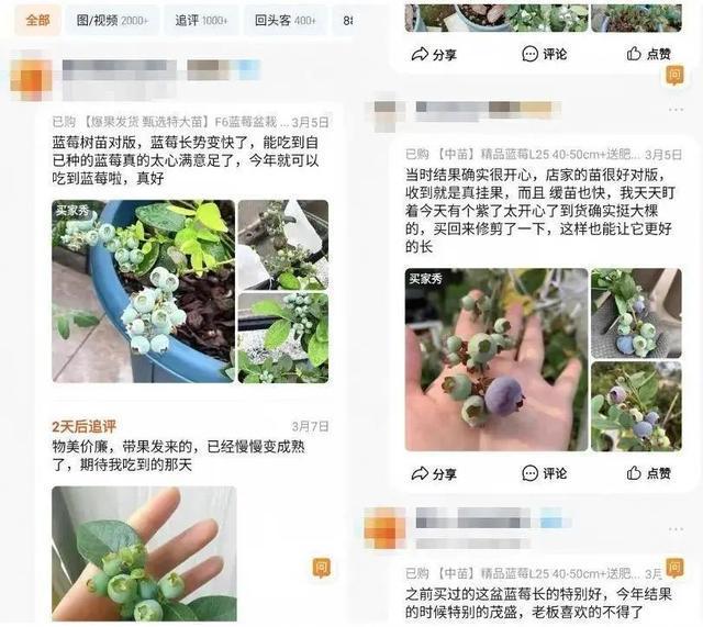 个月成交超百万盆蓝莓价格大跳水暴涨246%！蓝莓盆栽火了一
